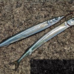 ちょい投げキスとサビキサヨリ